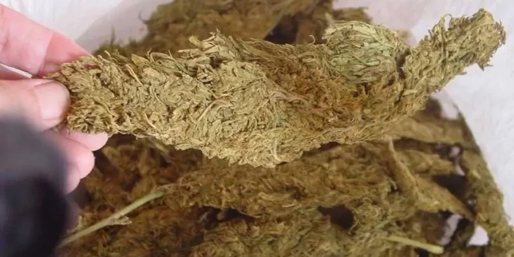 उदयपुरमा १२० किलो गाँजा बरामद