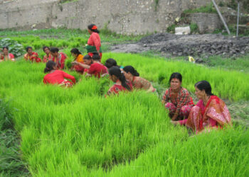 देशभर ६८ प्रतिशत रोपाइँ, पानी नपर्दा ढिलाइ